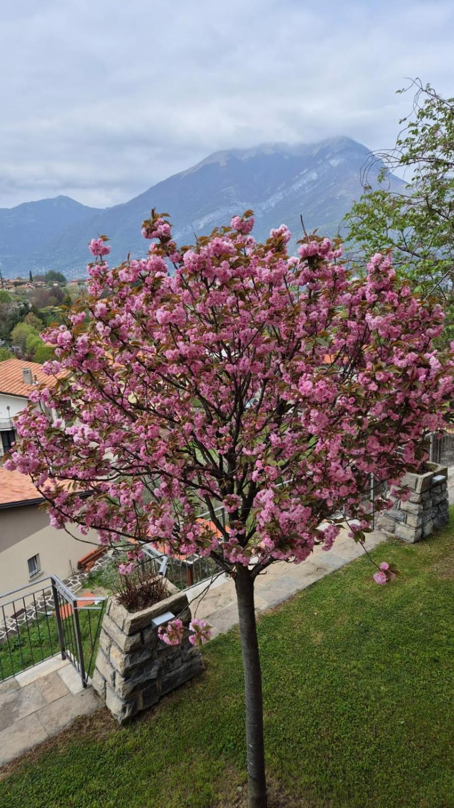 Villa Primula Bellagio Zewnętrze zdjęcie